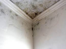 Best Forensic Mold Investigation  in Kettering, OH