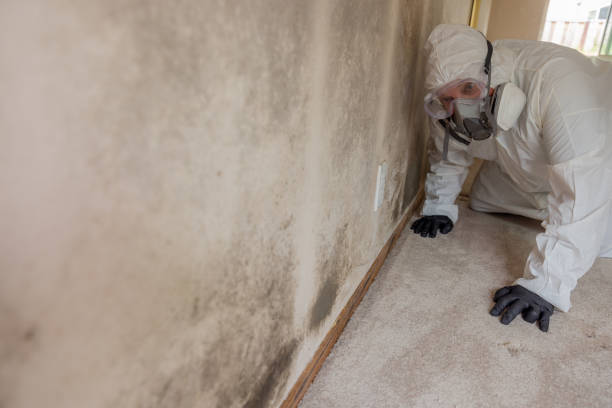 Best Environmental Consulting for Mold Prevention  in Kettering, OH